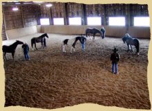 Horse clinic overview.