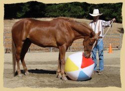 Click to enlarge. Training is fun and interesting during a positive reinforcement clinic with the Equine Research Foundation.