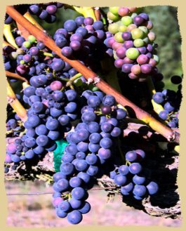 Click to enlarge. Pinot Noir and Chardonnay grapes are grown in the vineyard by the Equine Research Foundation.
