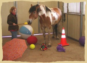 Click to enlarge. Positive reinforcement training at the Equine Research Foundation.