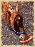 Horse playing Frisbee.